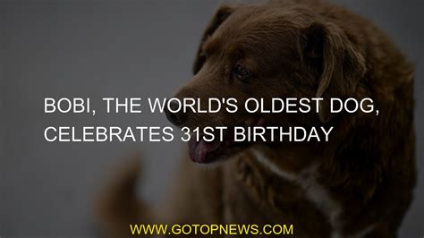 Bobi, the world’s oldest dog, celebrates 31st birthday